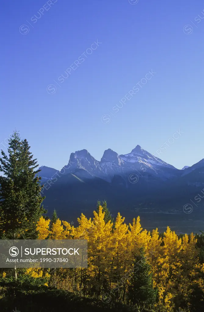 Fall colours of aspen trees and the Three Sisters Mountains, Canmore, Alberta, Canada