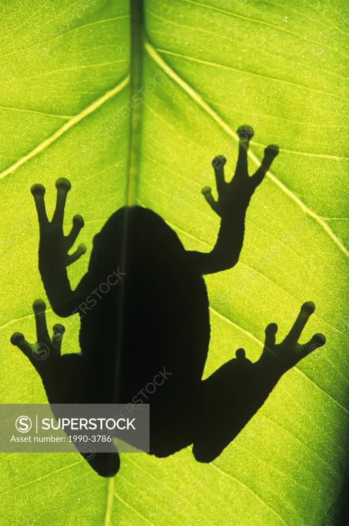 Silhouette of an eastern tree frog hyla versicolor clinging to a leaf, walden, ontario, canada