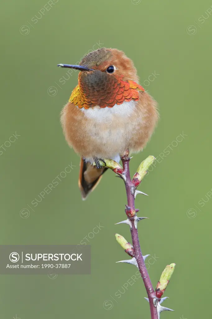 Rufous Hummingbird Selasphorus rufus perched on a branch in Victoria, BC, Canada.