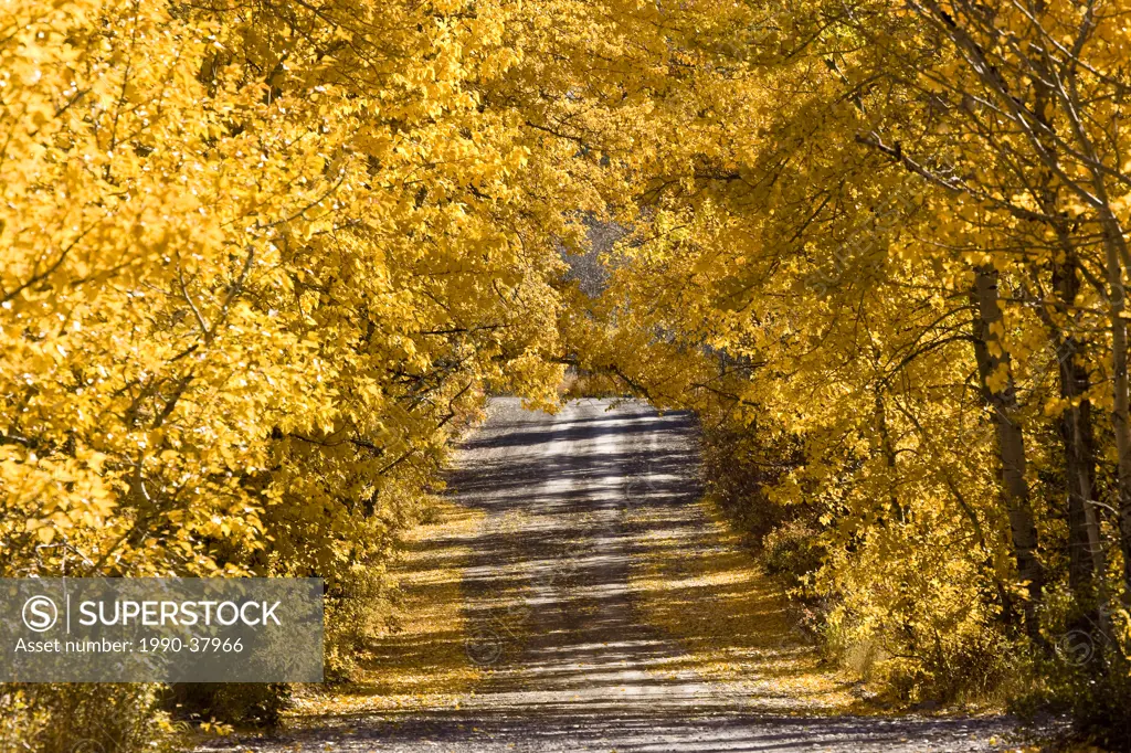 country lane in autumn in Crowsnest Pass, Alberta, Canada
