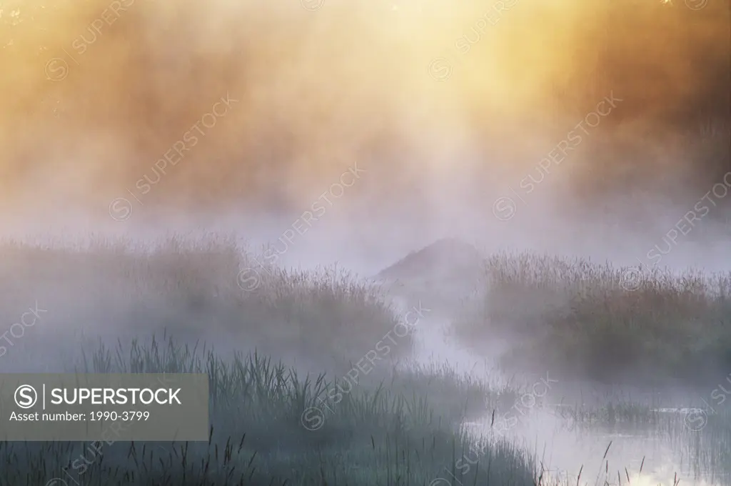 Morning mist on beaver pond, walden, ontario, canada