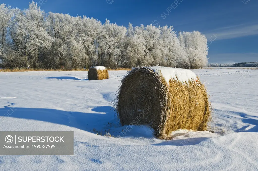 straw rolls and trees filled with hoarfrost near Beausejour, Manitoba, Canada