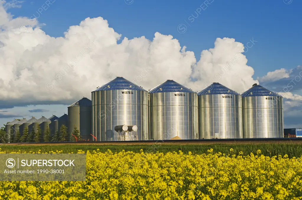 bloom stage canola with grain binssilos and developing cumulonimbus clouds in the background, Lorette, Manitoba, Canada