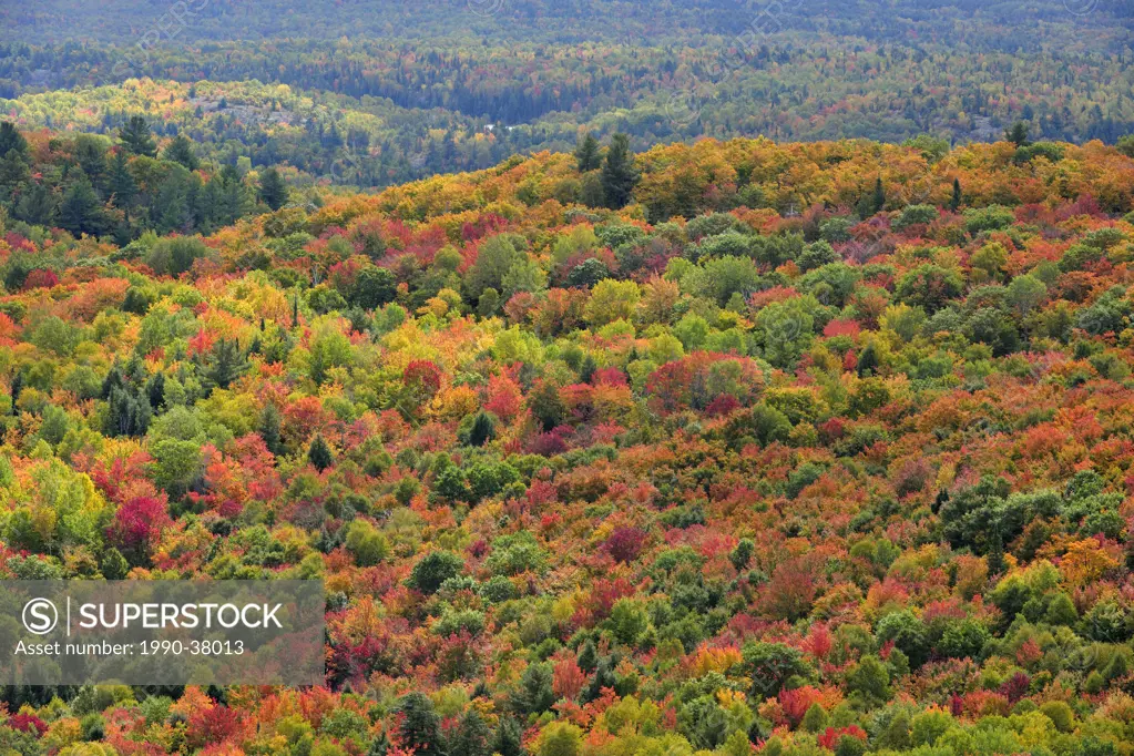 Hardwood forest in autumn from Firetower Hill. Elliot Lake, Ontario, Canada.