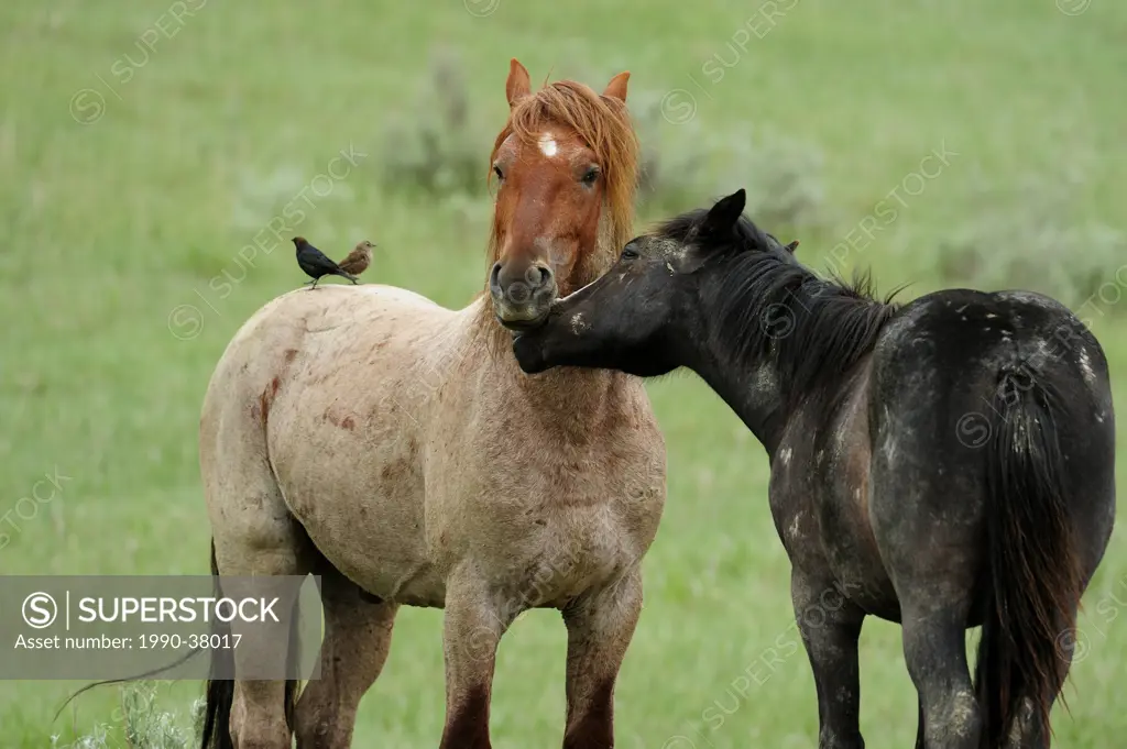 Feral Horse Wild Horse, Equus caballus. Courting pair. Theodore Roosevelt National Park South Unit, North Dakota, United States of America.