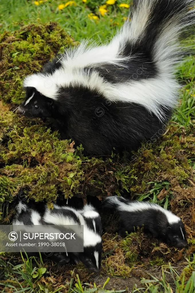 Striped Skunk Mephitis mephitis mother with her young. Captive animal