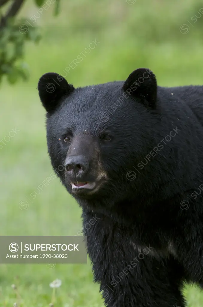 Wild American Black Bear Ursus americanus portrait in summer. Sleeping Giant Provincial Park. Ontario, Canada.