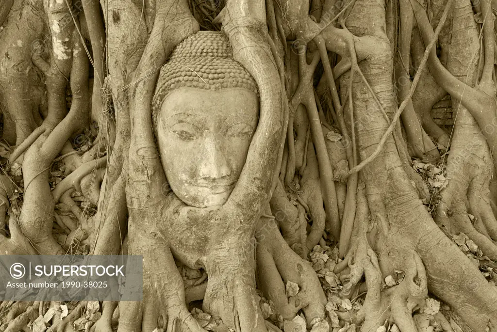 A Buddha carving covered by tree roots at the temple of Wat Phra Mahathat, Ayuthaya, Thailand.