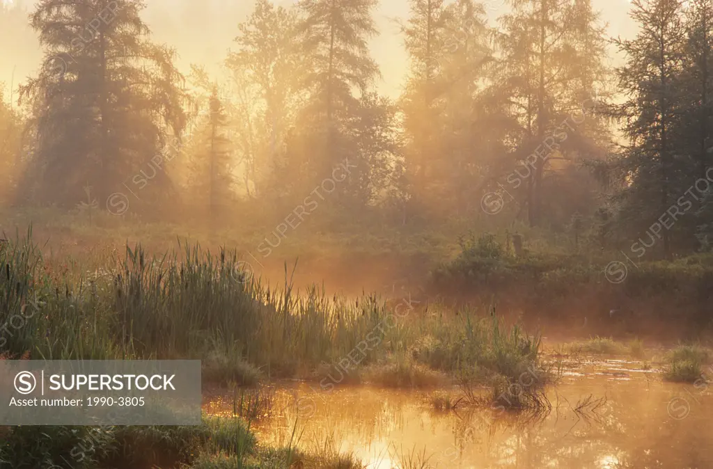 morning light and mist on small pond, walden, ontario, canada