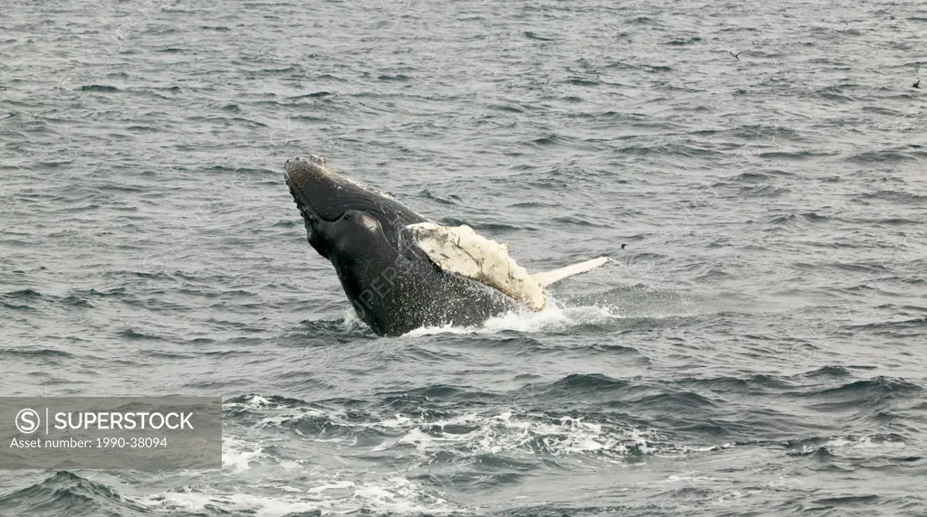 Breaching Humpback Whale Megaptera novaeangliae in Witless Bay Ecological Reserve, Newfoundland and Labrador, Canada.