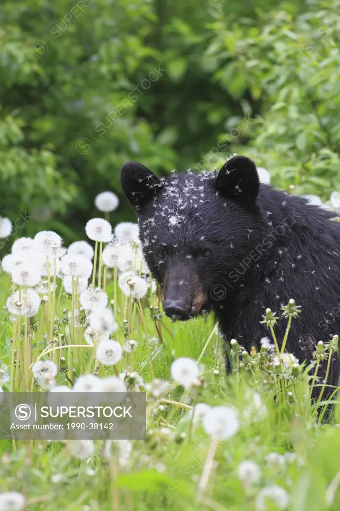 Black bear in dandelion fluff