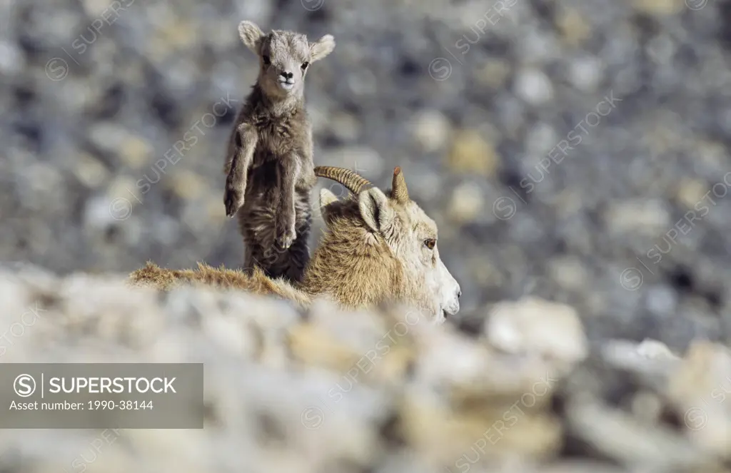 Bighorn sheep lamb Ovis canadensis jumping over an ewe its mom for a look, Banff National Park, Alberta, Canada