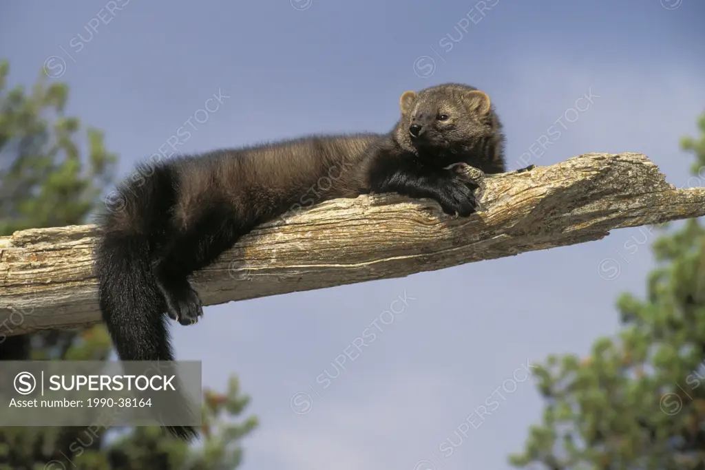 Fisher Martes pennanti on branch, agile climbers, autumn, Rocky Mountains, North America.