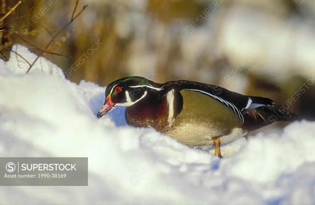 Wood Duck Aix sponsa drake in snow, winter, North America.