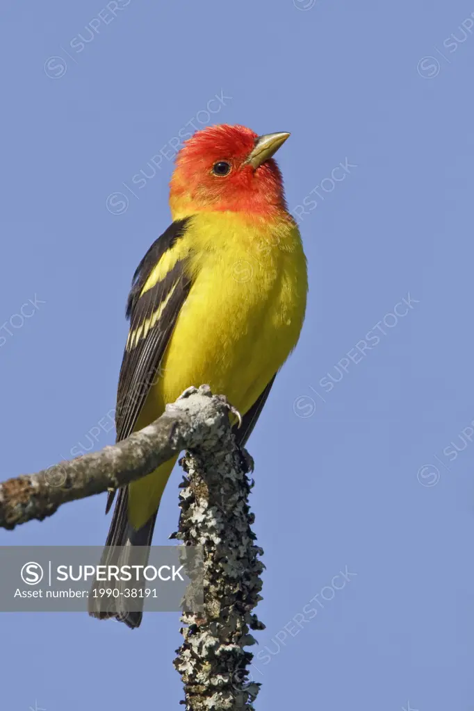 Western Tanager Piranga ludoviciana perched on a branch in Victoria, BC, Canada.