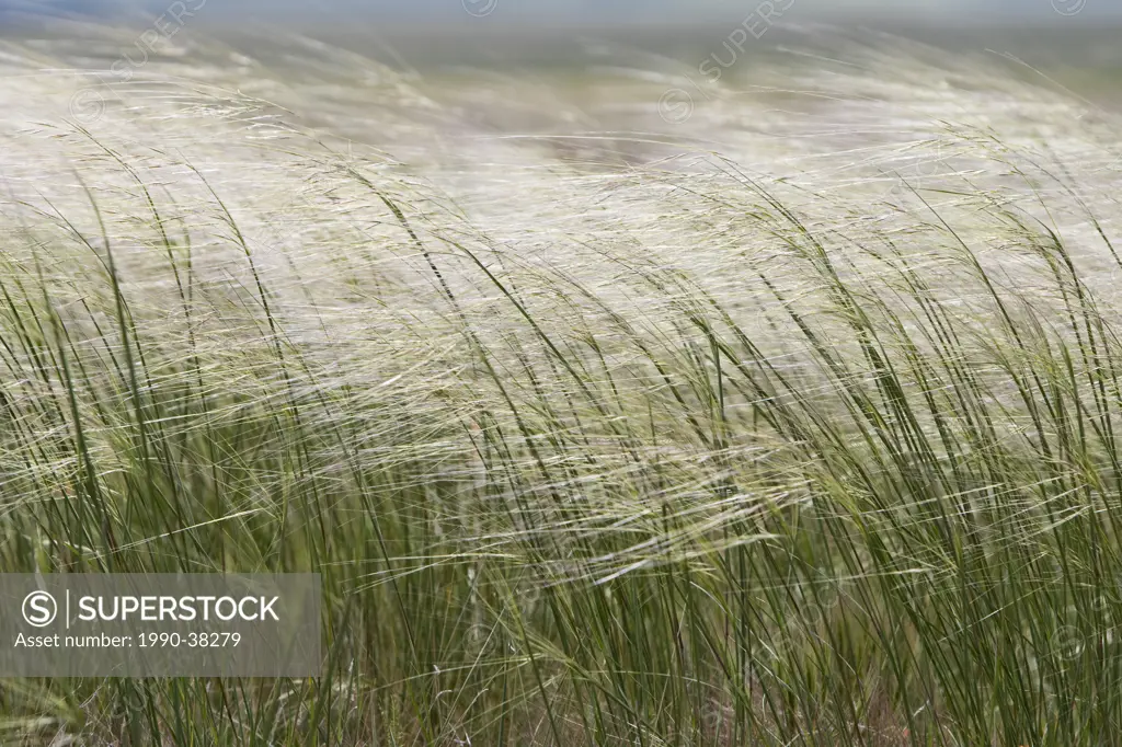 Prairie grasses, Pawnee National Grassland, Colorado.