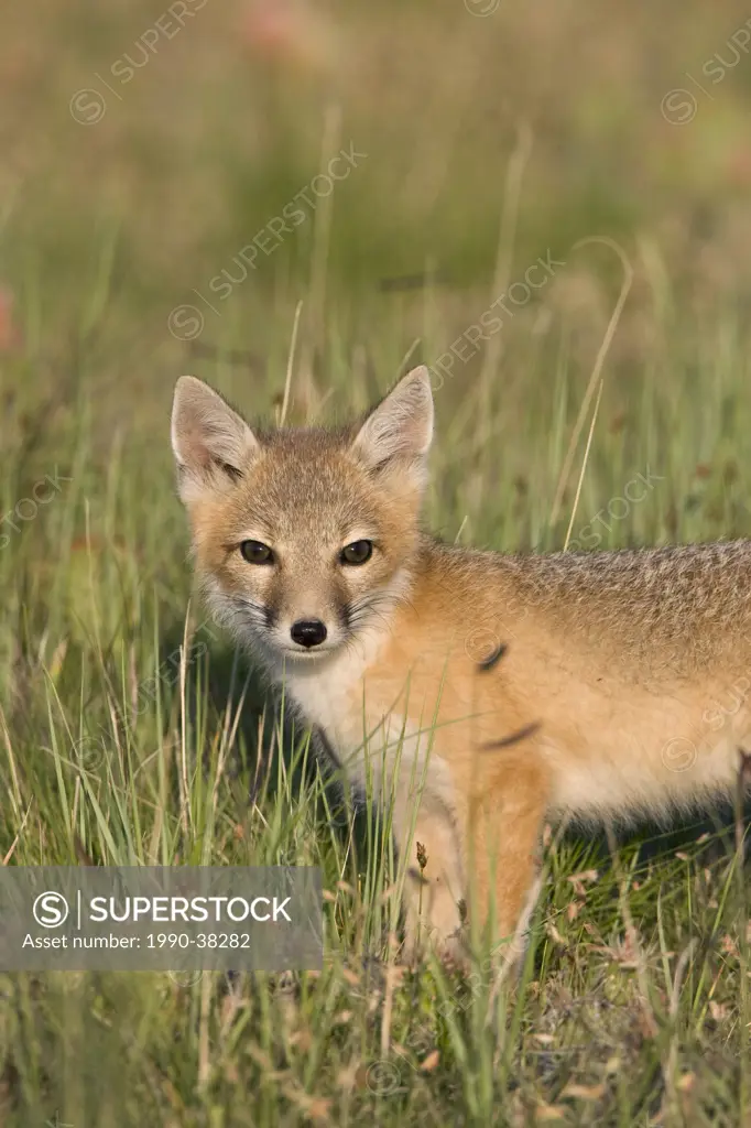 Swift fox Vulpes velox, kit, near Pawnee National Grassland, Colorado.