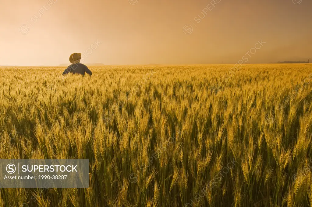 a man looks out over a field of maturing wheat with mist in the background, near Dugald, Manitoba, Canada