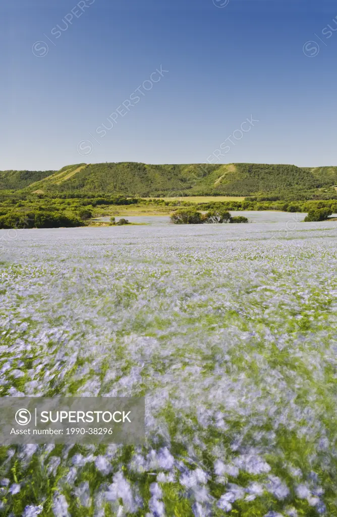 wind_blown flax, Qu´Appelle River Valley, Saskatchewan, Canada