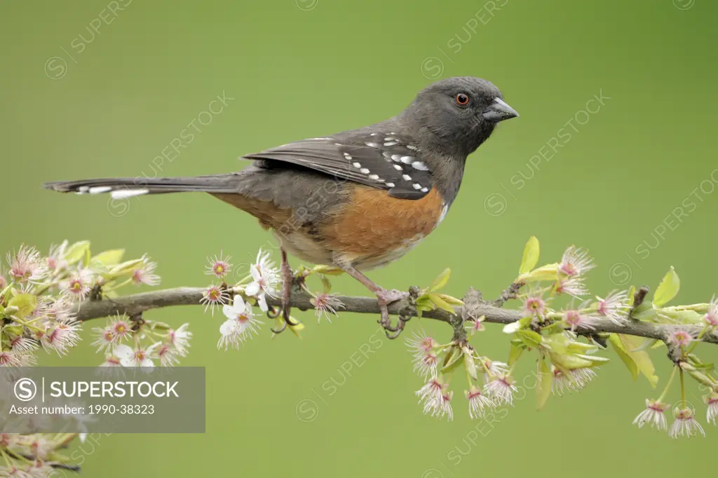 Spotted Towhee Pipilo maculatus perched on a flowering branch.