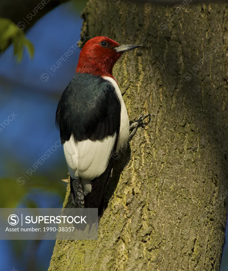 Red_Headed Woodpecker Melanerpes erythrocephalus perched on a tree trunk.