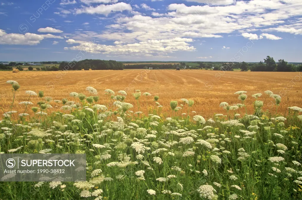 Queen Anne´s Lace Daucus carota with hay field in the background, Kingston, Prince Edward Island, Canada.