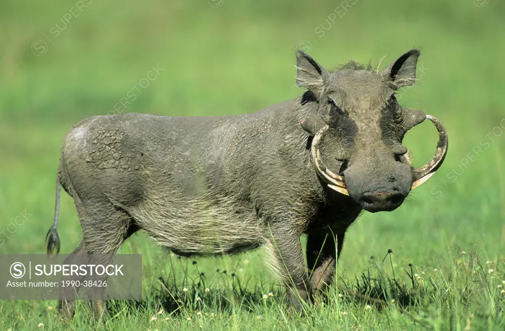 Adult male warthog Phacochoerus aethiopicus, East Africa