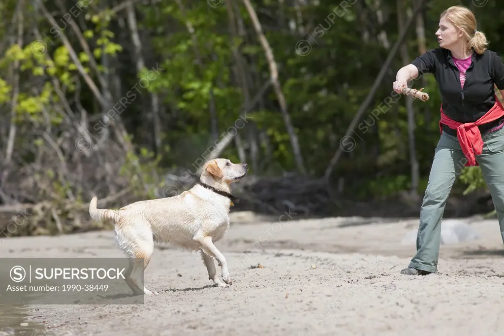 Woman throwing stick for her dog on a beach, Yellow Labrador Retriever male. Lake Winnipeg, Hecla Island Provincial Park, Manitoba, Canada.