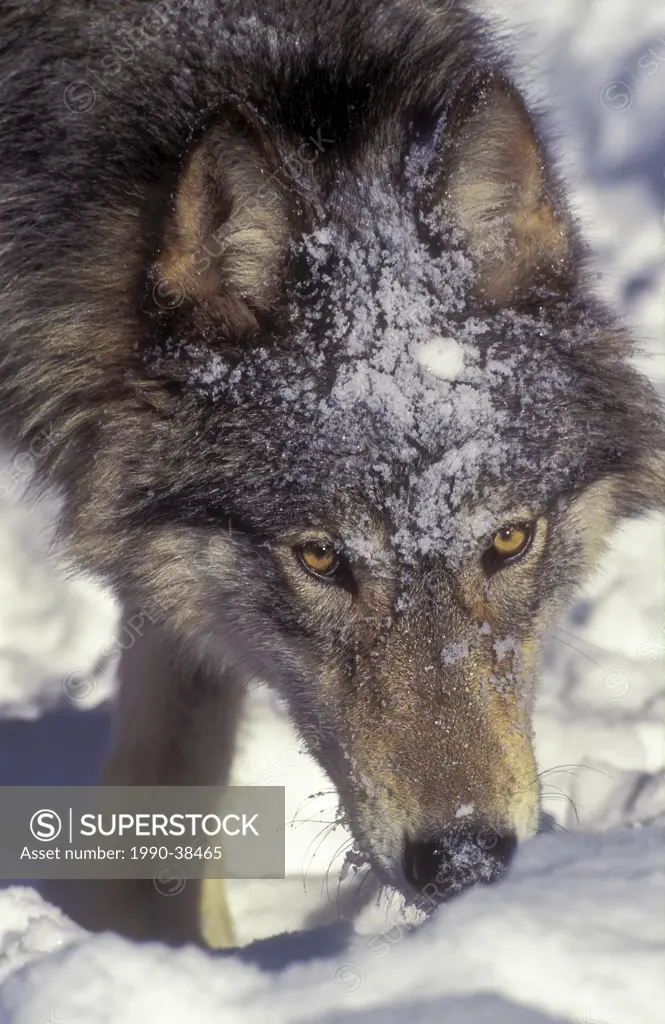 Gray wolf Canis lupus in winter, North America.