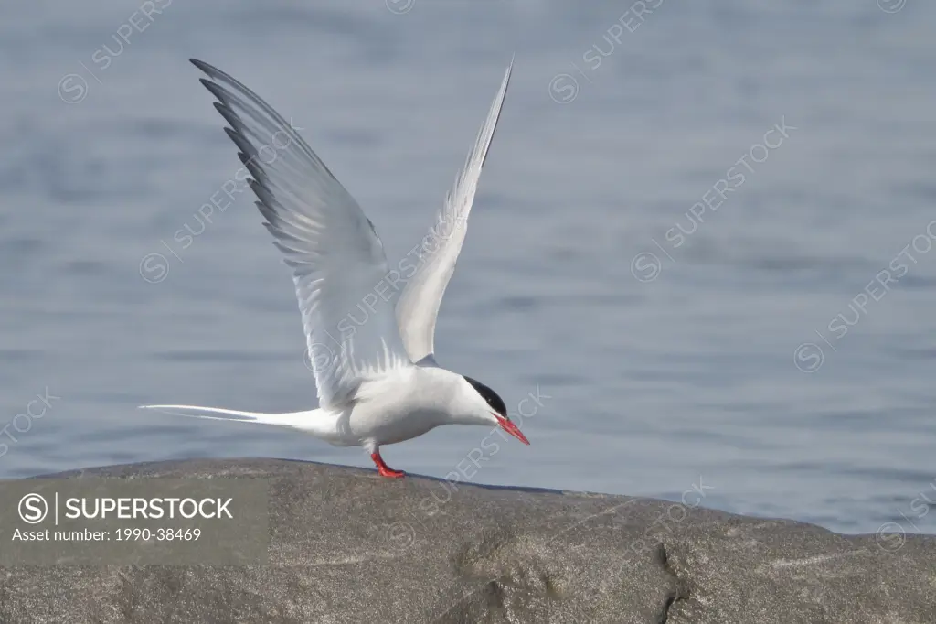 Arctic Tern Strena paradisaea perched on a rock in Churchill, Manitoba, Canada.