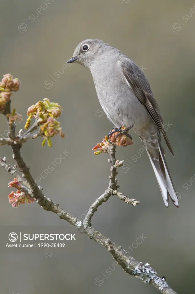 Townsend´s Solitaire Myadestes townsendi perched on a branch in Victoria, BC, Canada.