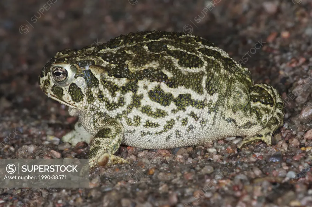 Great plains toad Bufo cognatus, inflated defence posture, near Pawnee National Grassland, Colorado.