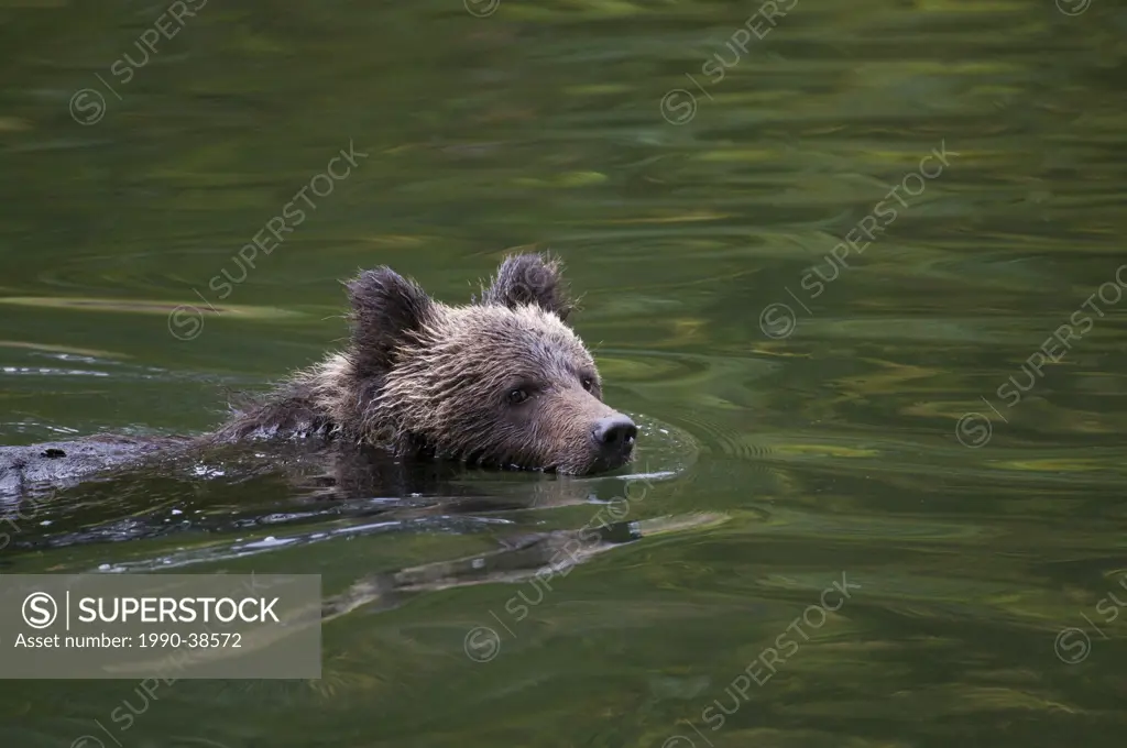 Grizzly bear Ursus arctos horriblis, cubs of the year swimming, coastal British Columbia.
