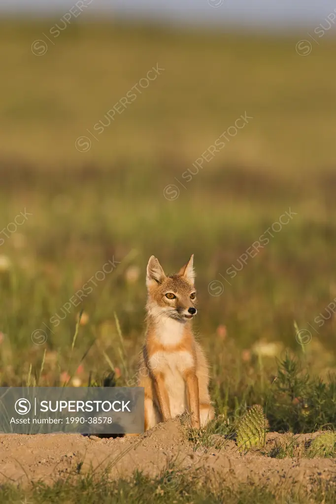 Swift fox Vulpes velox, male at den, near Pawnee National Grassland, Colorado.