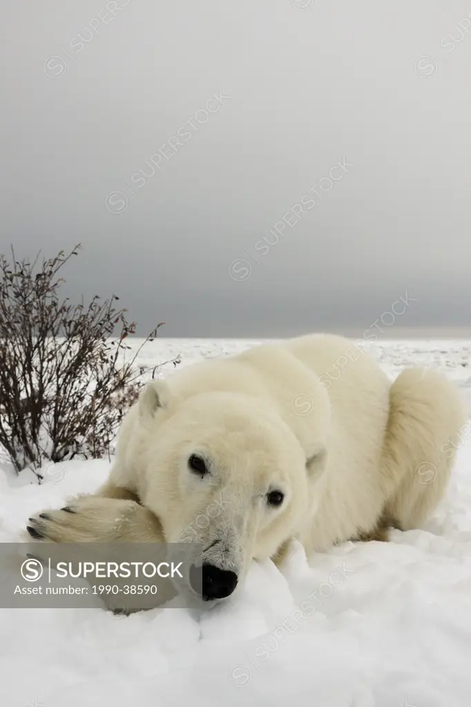 Polar bear Ursus maritimus. Seal River Heritage Lodge, Churchill, Manitoba, Canada.