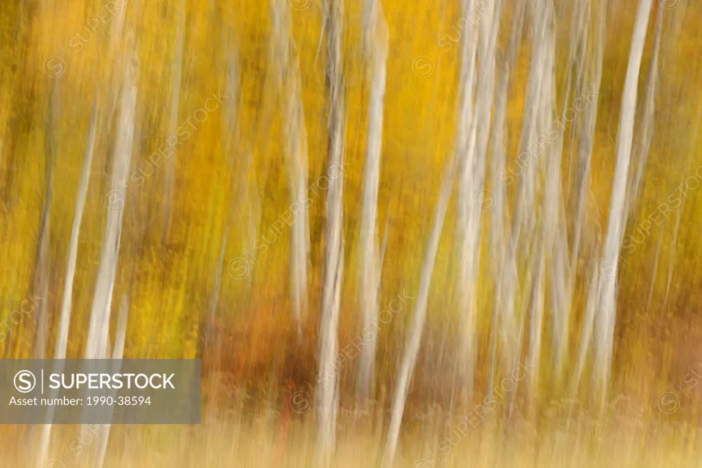 Birch tree trunks and maple trees in autumn camera movement.