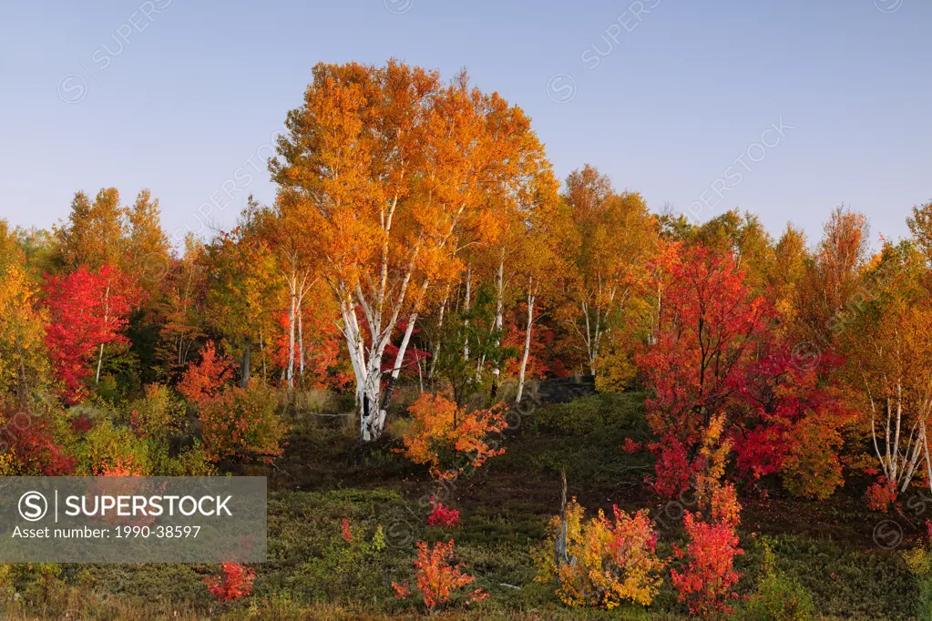 Birches and maples in autumn colour on a hillside in Greater Sudbury, Ontario, Canada.