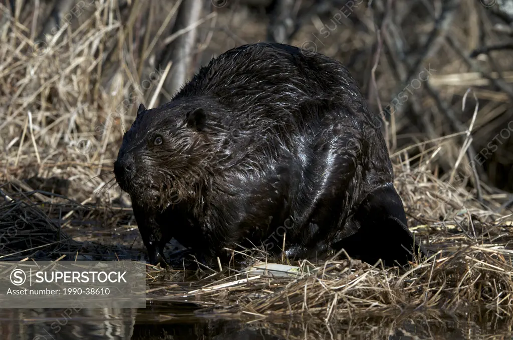 Beaver sitting at edge of pond. Castor canadensis. Northern Ontario, Canada.