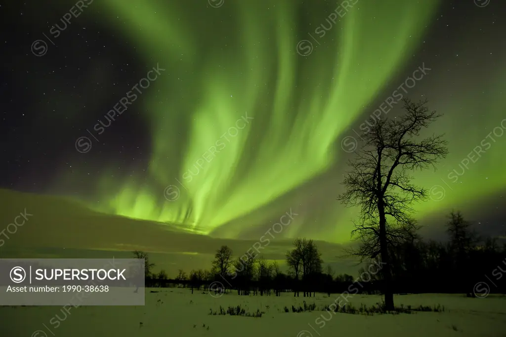 Aurora borealis northern lights curtains of light above trees in Elk Island National Park, Alberta, Canada.
