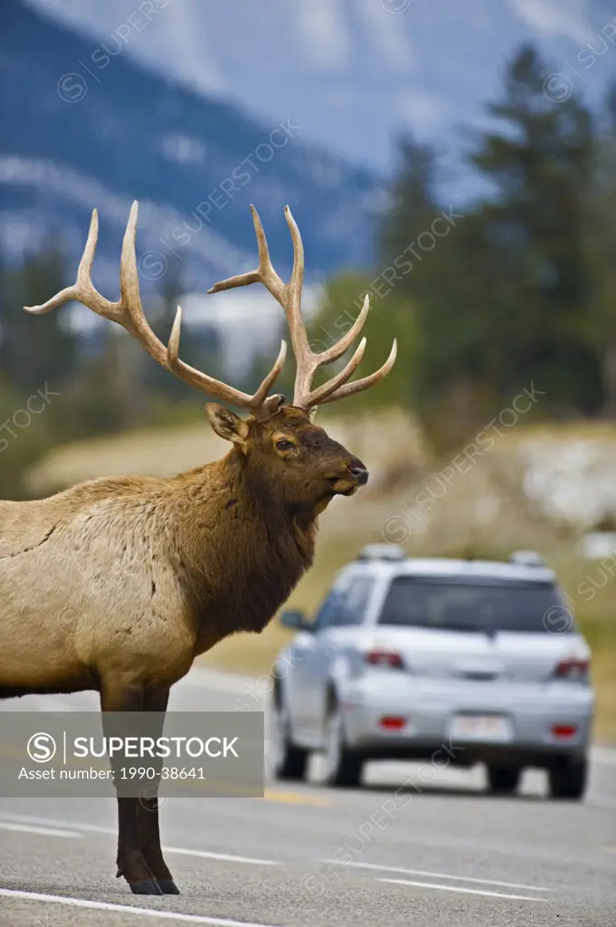 A mature bull Elk Cervus canadensis about to cross the busy Highway 16 in Jasper National Park, Alberta, Canada.