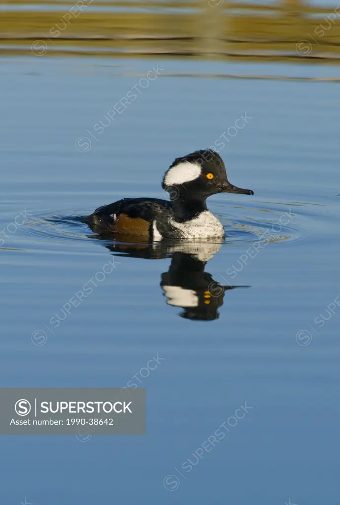 A male Hooded Merganser Duck Lophodytes cucullatus swimming in a pond of water.