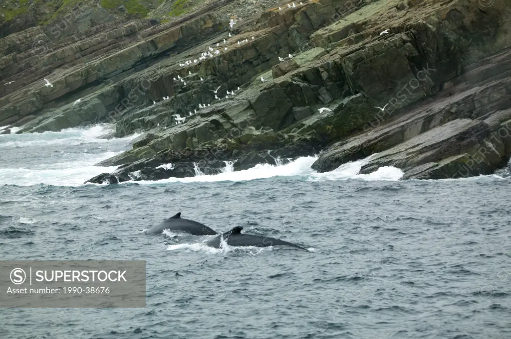 Two breaching Humpback Whales Megaptera novaeangliae in Witless Bay Ecological Reserve, Newfoundland and Labrador, Canada.