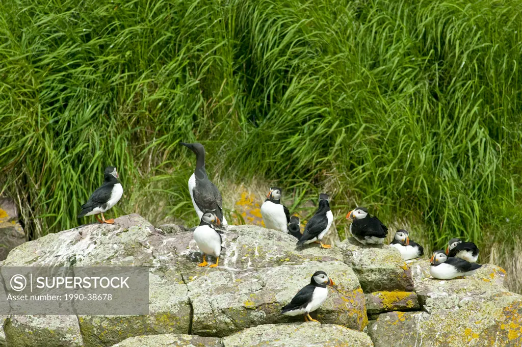 Thin_billed Murre or Common Murre Uria aalge with Atlantic Puffins Fratercula arctica in Witless Bay Ecological Reserve, Newfoundland and Labrador, Ca...