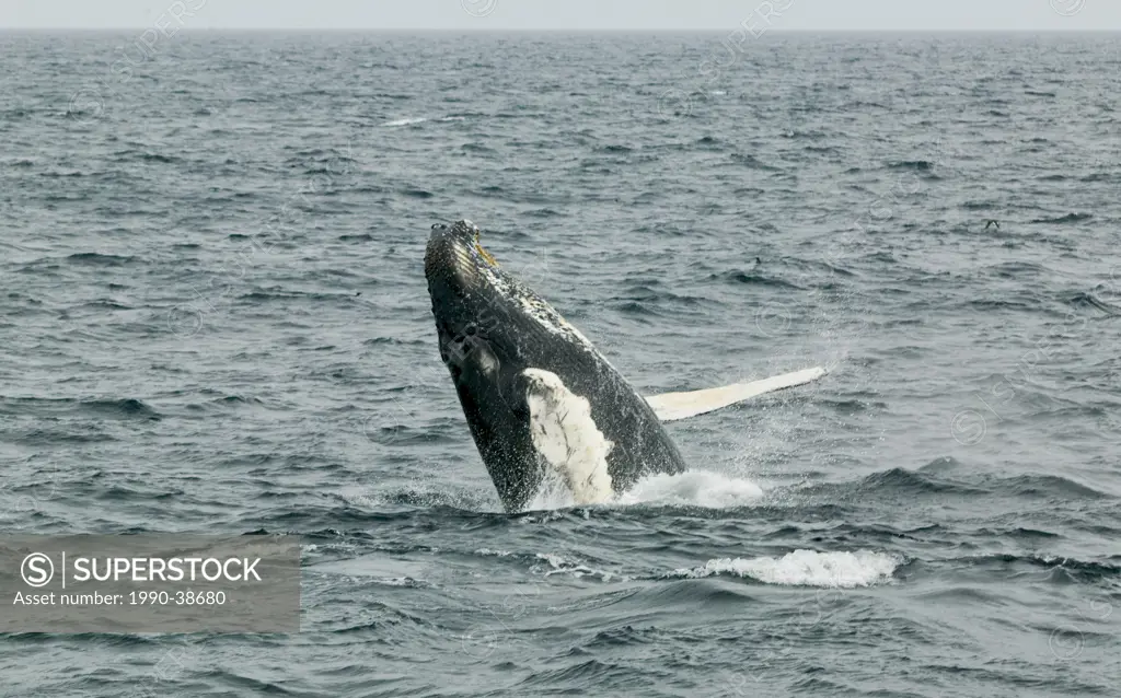 Breaching Humpback Whale Megaptera novaeangliae in Witless Bay Ecological Reserve, Newfoundland and Labrador, Canada.