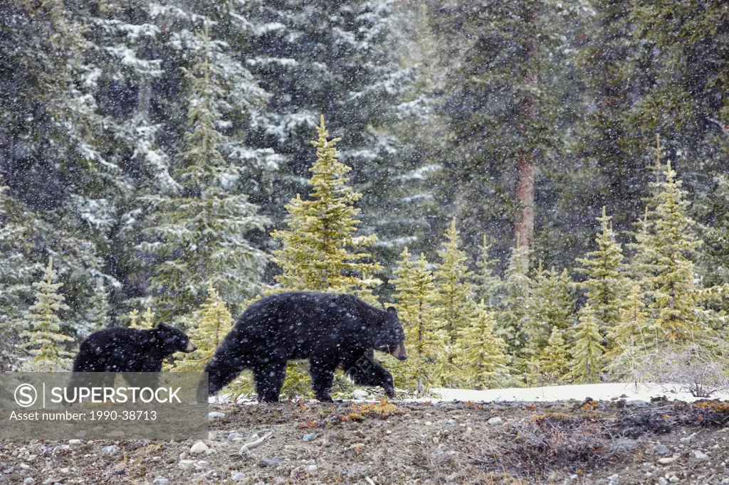 Black bear mother and cub in a spring snowstorm