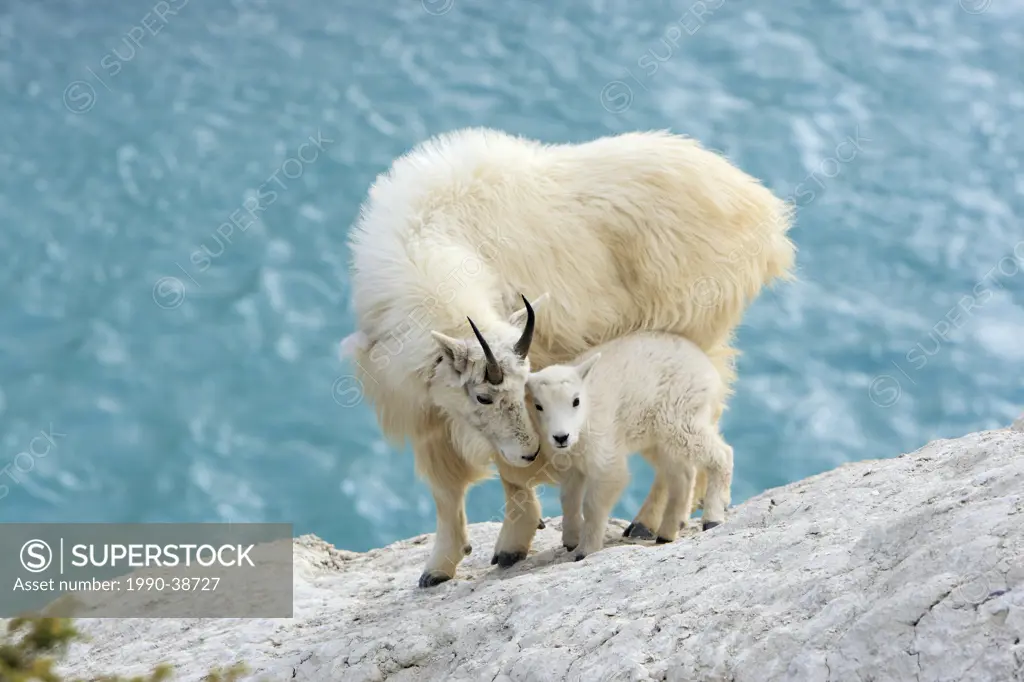Mountain goat nanny and kid Oreamnos americanus