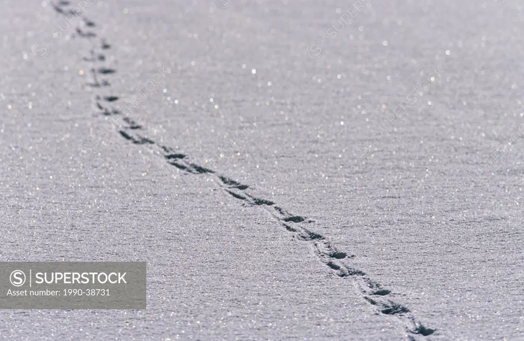 Coyote tracks across the snow in winter