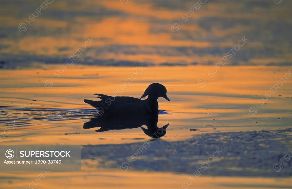 Wood Duck Aix sponsa drake swims through icy water at sunset, winter, North America.