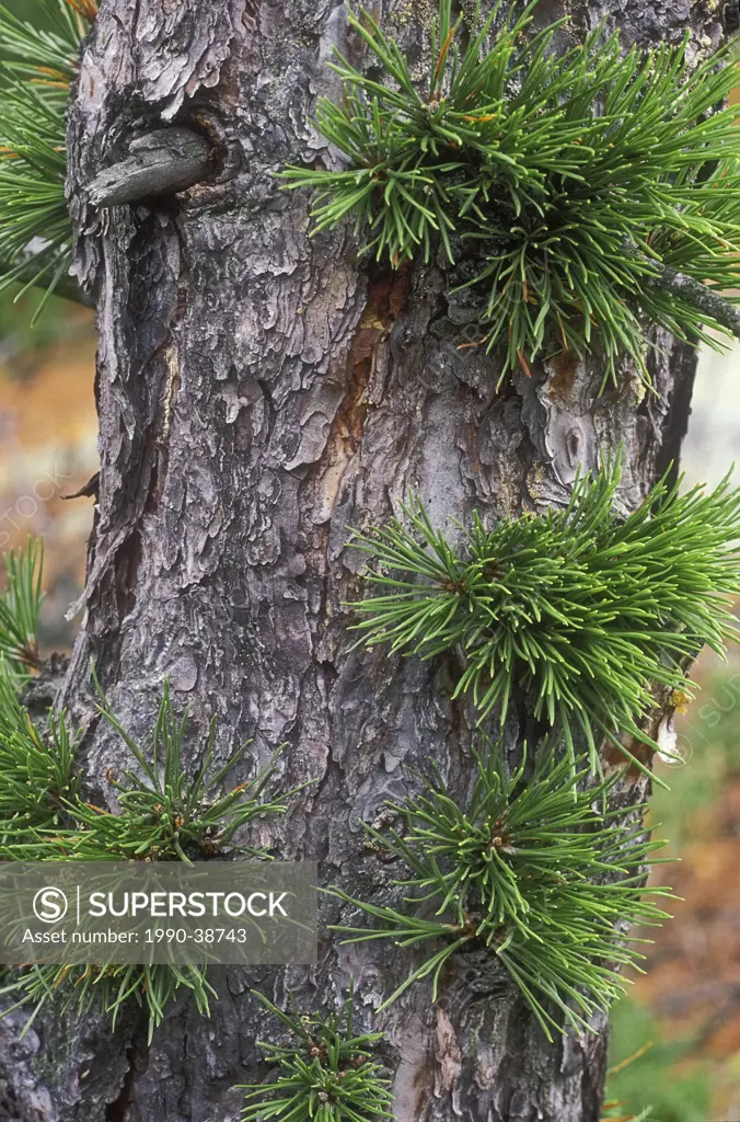 Pitch Pine trees Pinus rigida on Georgina Island, late summer, in St. Lawrence Islands National Park, Ontario, Canada.