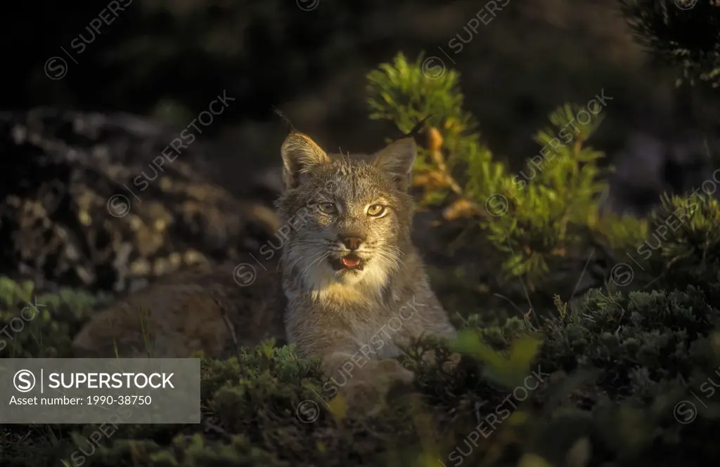 Canada Lynx Lynx canadensis hides in forest shadows to ambush prey, Rocky Mtns, North America.